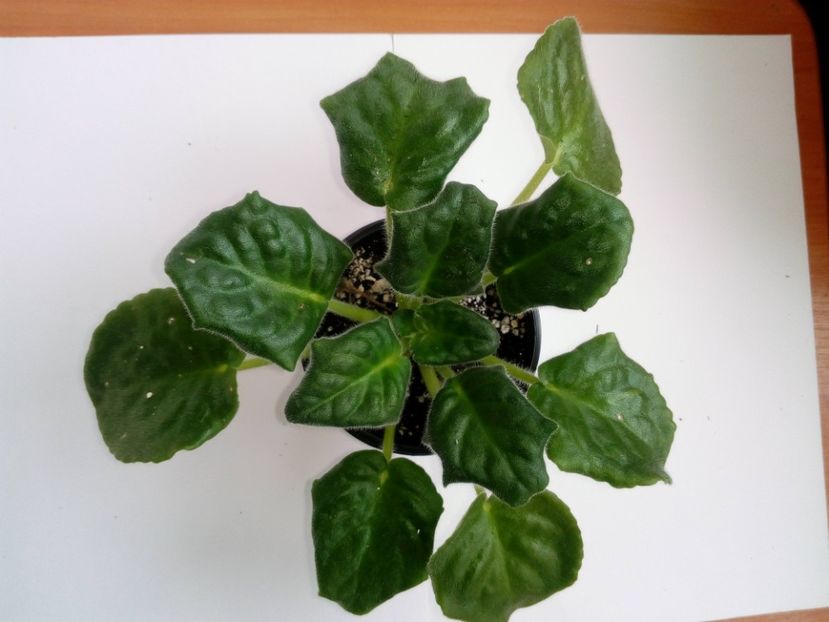 aprilie 2019 - RS Chary