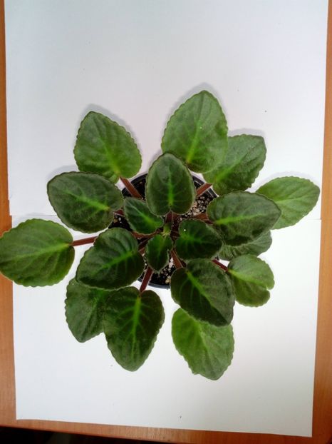 aprilie 2019 - ZZZ_____Optimara My Delight