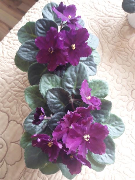  - Rebel s Flaming Star