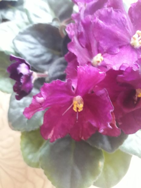  - Rebel s Flaming Star