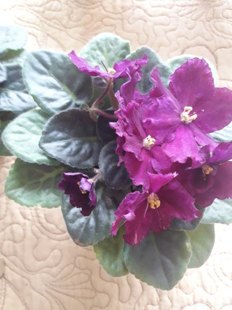  - Rebel s Flaming Star