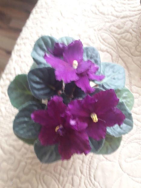  - Rebel s Flaming Star