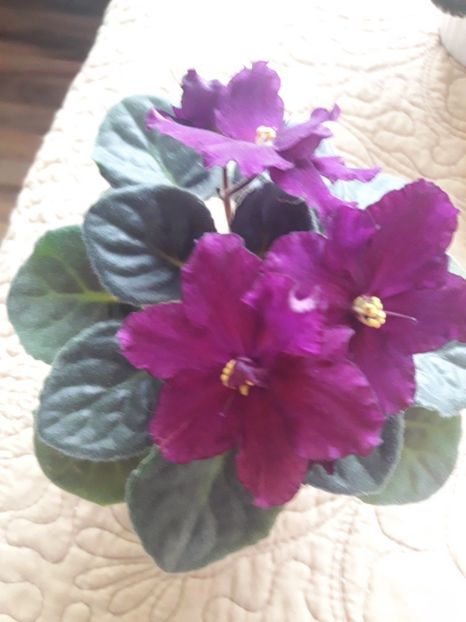  - Rebel s Flaming Star