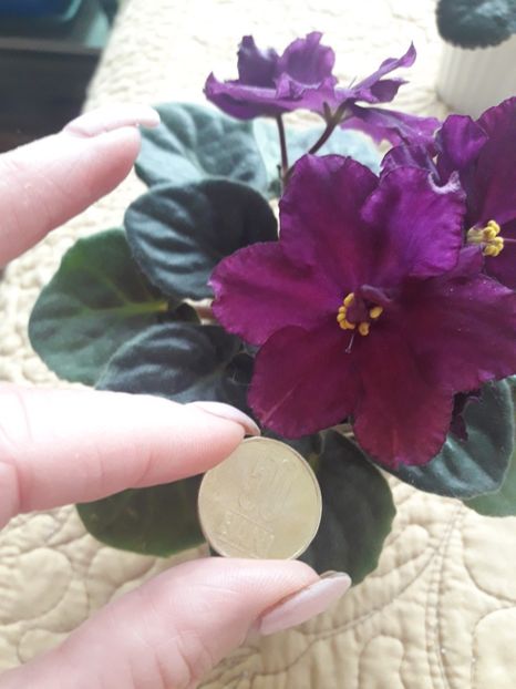  - Rebel s Flaming Star