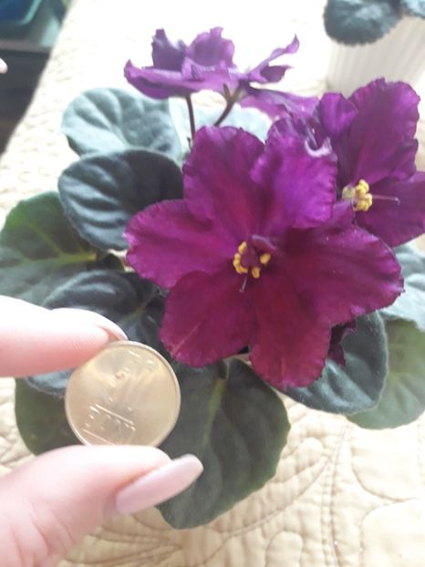  - Rebel s Flaming Star