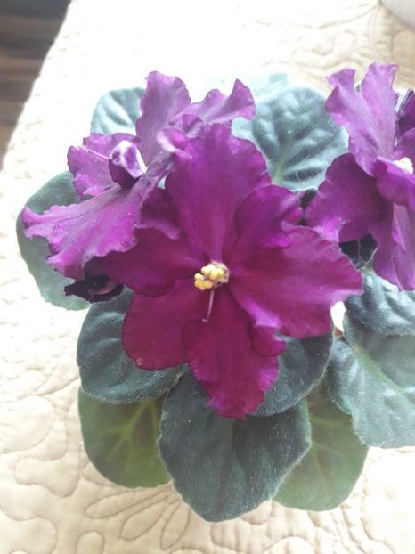  - Rebel s Flaming Star