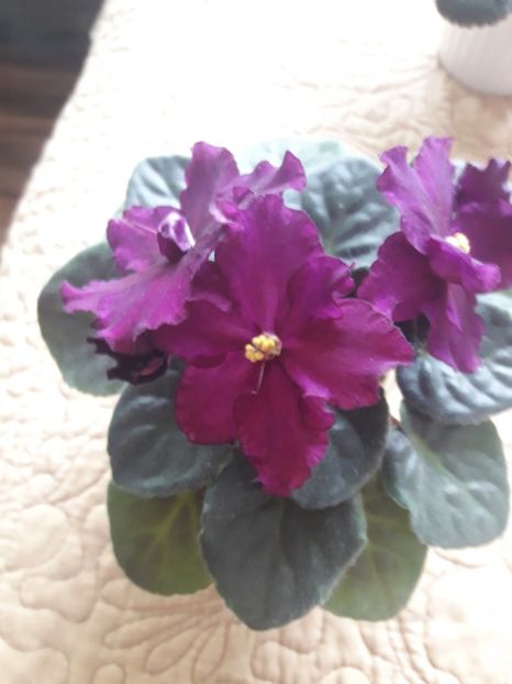  - Rebel s Flaming Star