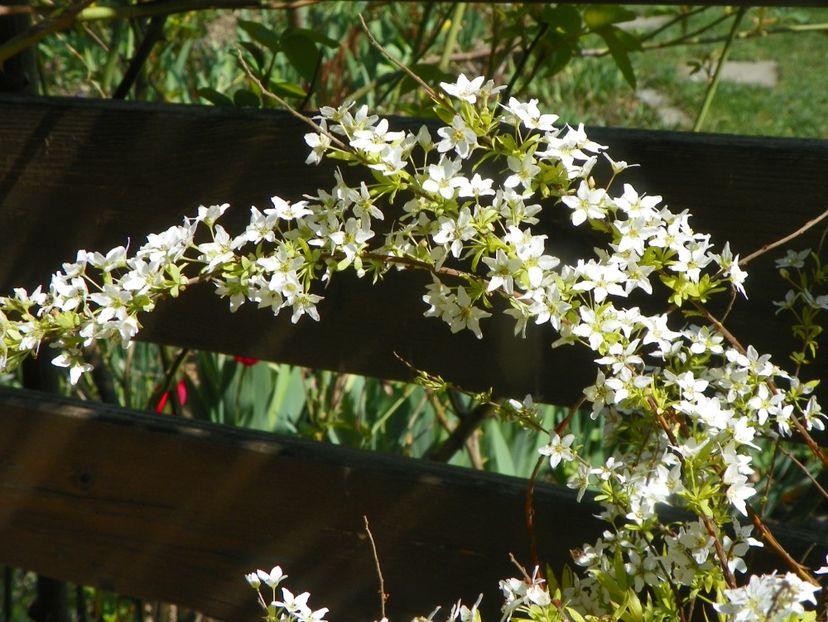spiraea thunbergii Ogon - Copacei si arbusti 2019