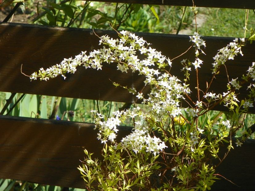 spiraea thunbergii Ogon - Copacei si arbusti 2019