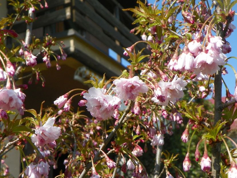 prunus incisa Oshidori - Copacei si arbusti 2019