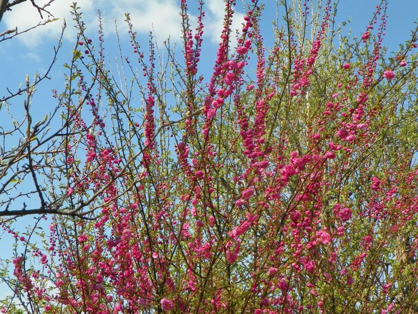 prunus triloba - Copacei si arbusti 2019