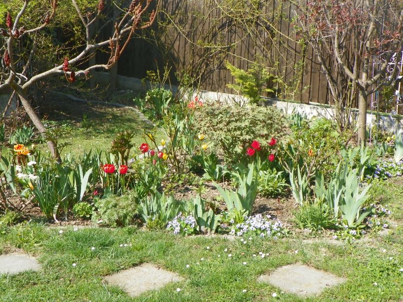 15 apr (32) - Gradina 2019