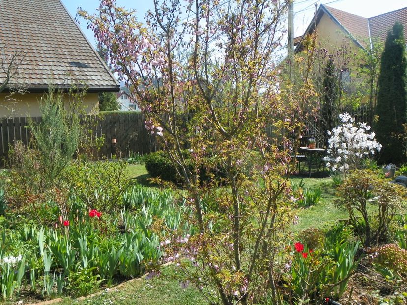 15 apr (50) - Gradina 2019