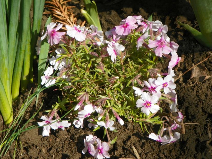 subulata Coral Eyes - Phlox 2019