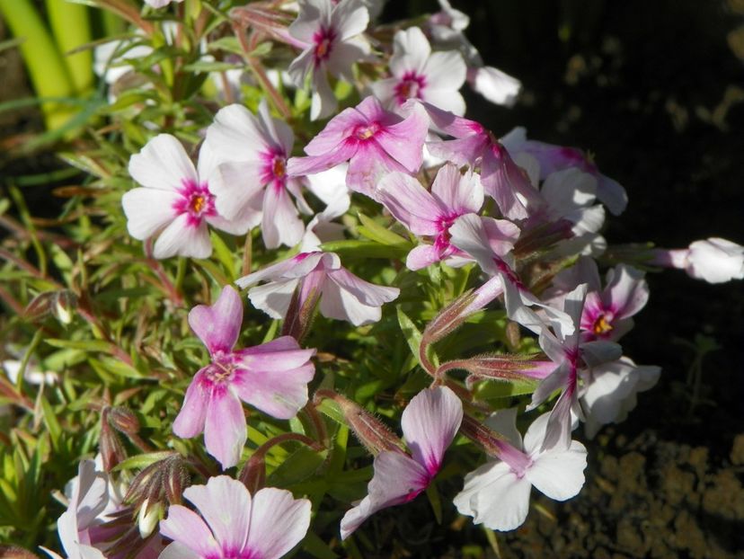 subulata Coral Eyes - Phlox 2019