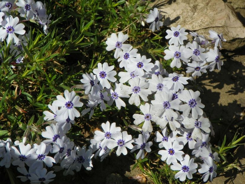 subulata Bavaria - Phlox 2019