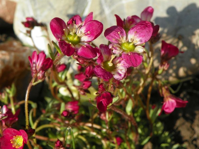 saxifraga Peter Pan - Primavara 2019