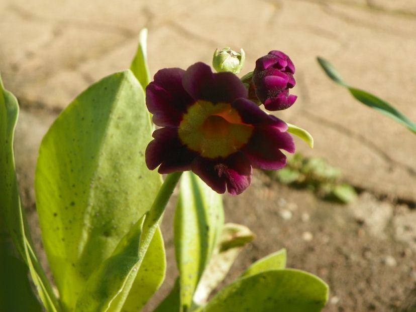 primula pubescens - Primavara 2019