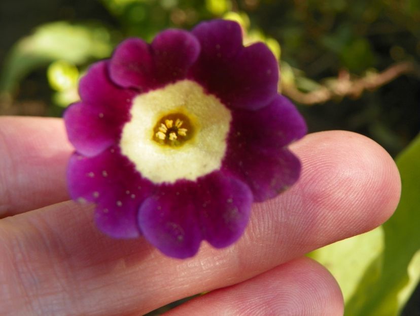 primula pubescens - Primavara 2019
