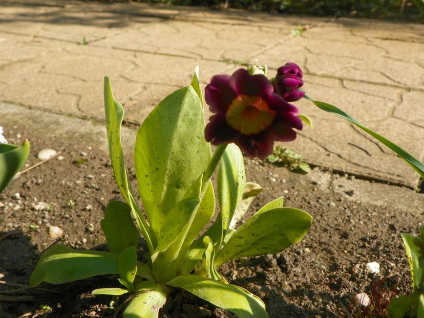 primula pubescens - Primavara 2019
