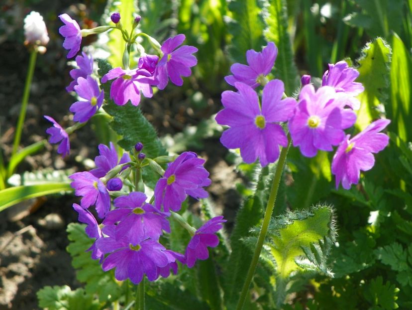 primula sieboldii - Primavara 2019