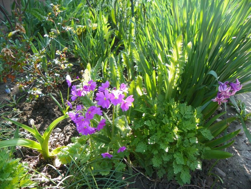 primula sieboldii - Primavara 2019