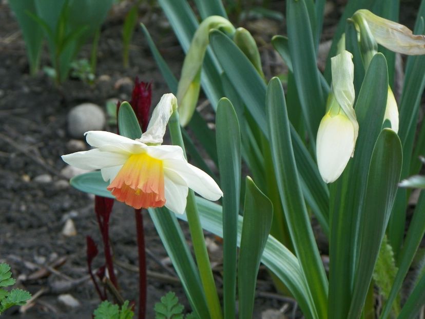 15 apr (12) - Primavara 2019