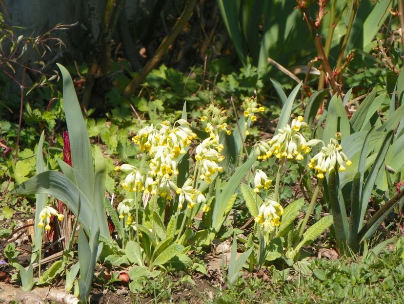 primula veris - Primavara 2019
