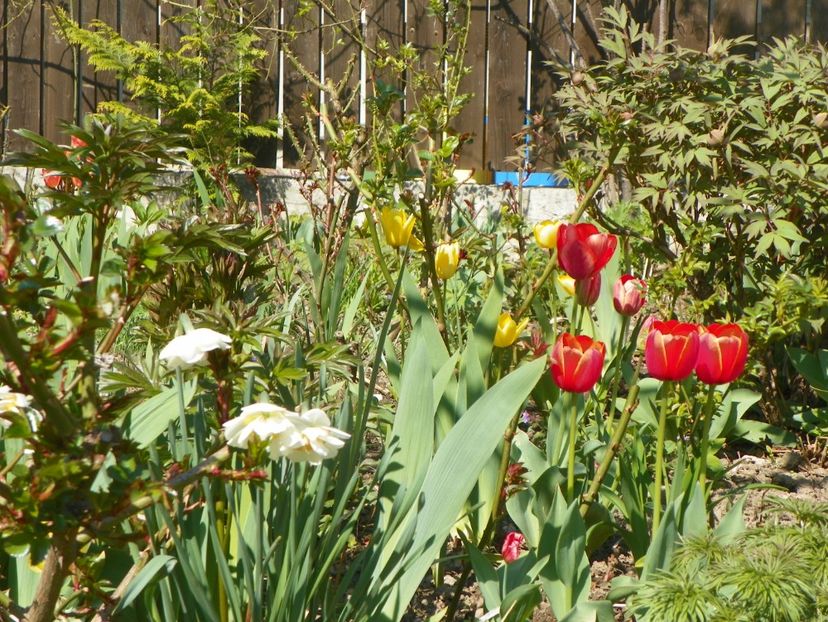 15 apr (24) - Primavara 2019