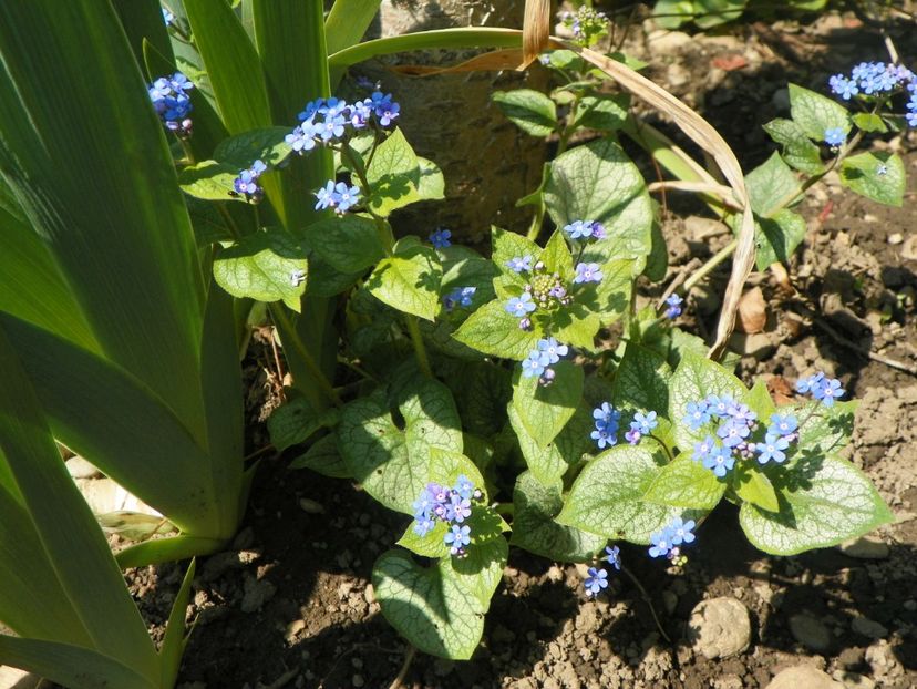 brunnera spontana - Primavara 2019