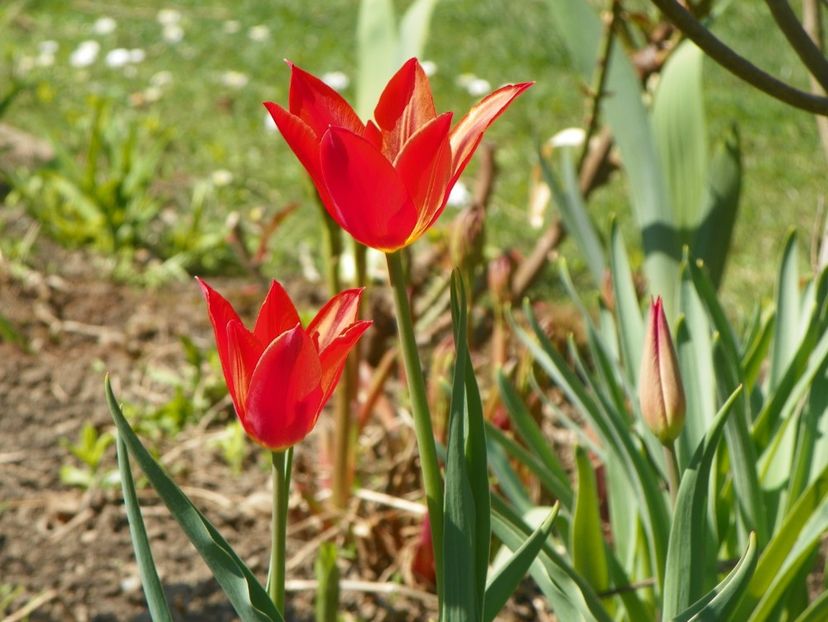 15 apr (30) - Primavara 2019