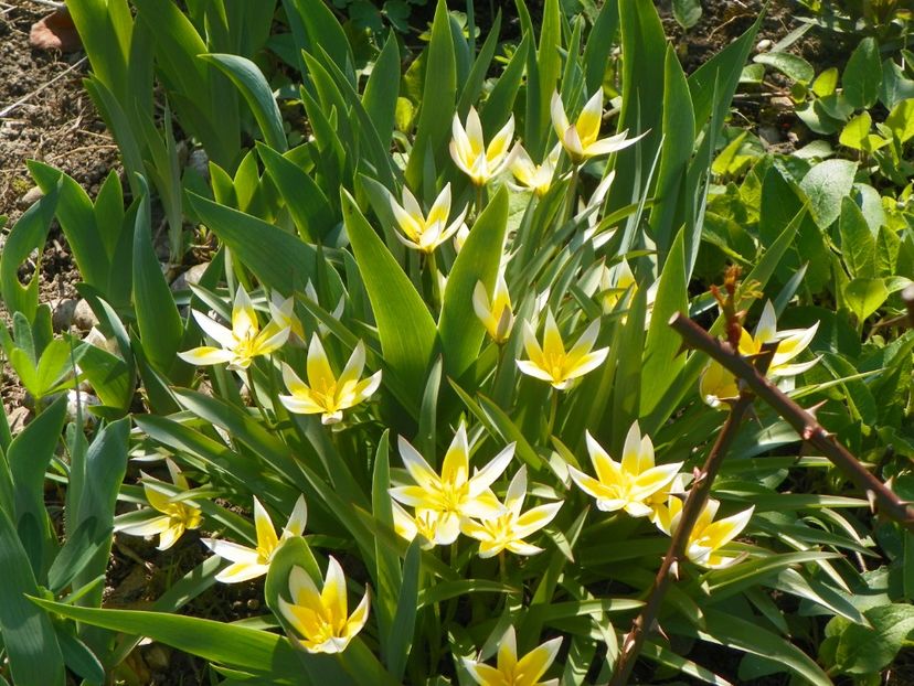 tulipa tarda - Primavara 2019