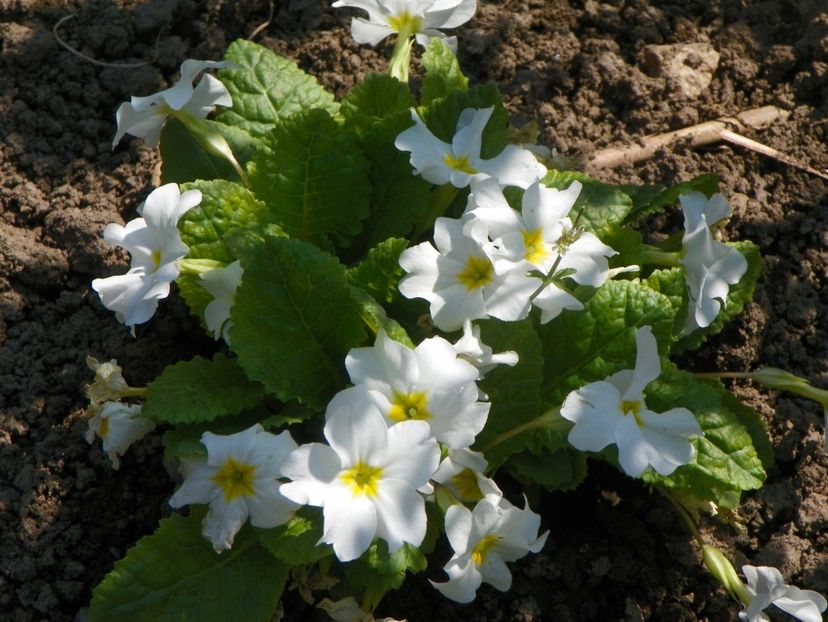 primula White Wanda - Primavara 2019