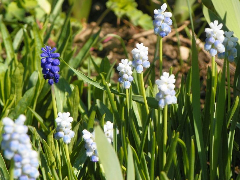 15 apr (35) - Primavara 2019