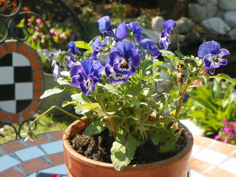 15 apr (36) - Primavara 2019