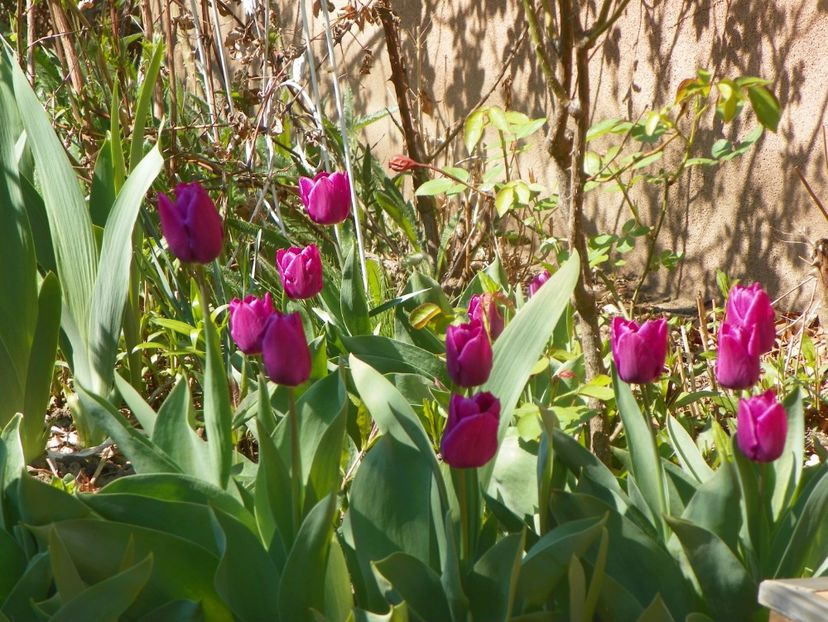 Purple Flag - Primavara 2019