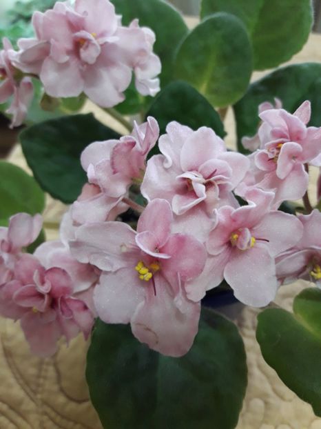  - E Aca s Pink Delight