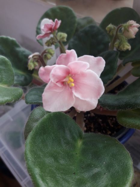  - E Aca s Pink Delight