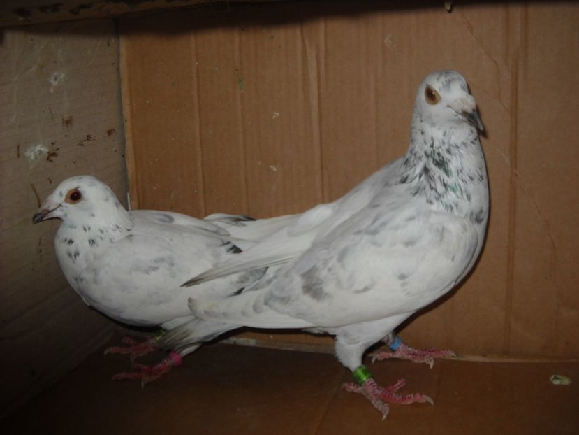  - UNDEVA IN SUCEAVA arhiva