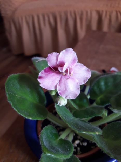  - E Aca s Pink Delight