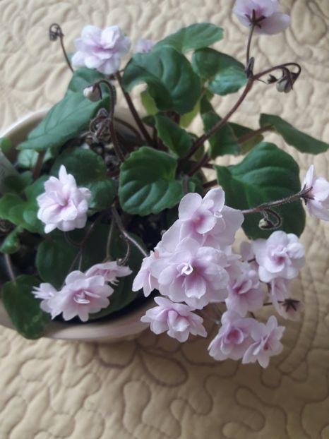  - A Violele de colectie