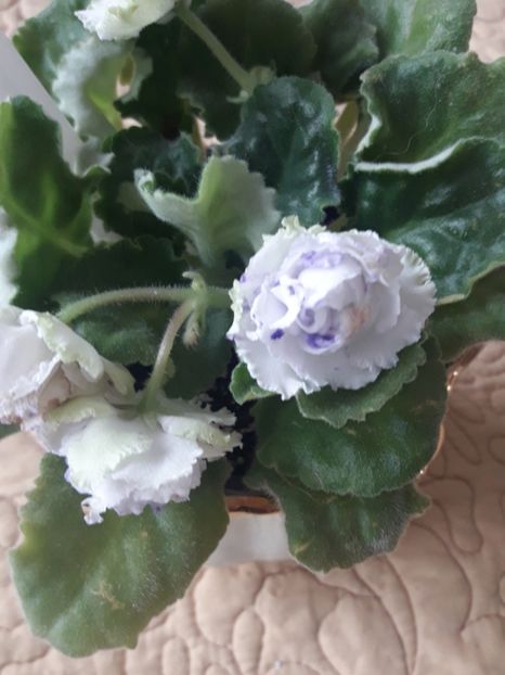  - A Violele de colectie