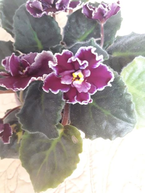  - A Violele de colectie