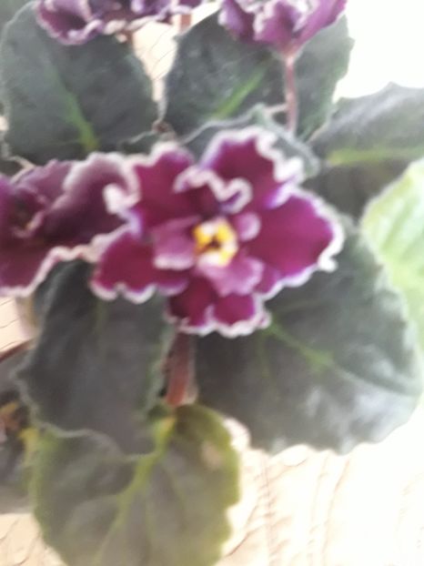  - A Violele de colectie