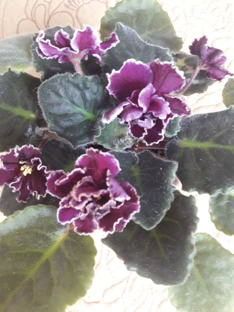  - A Violele de colectie