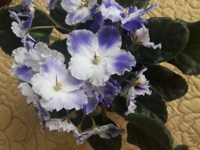  - A Violele de colectie