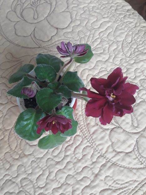  - A Violele de colectie