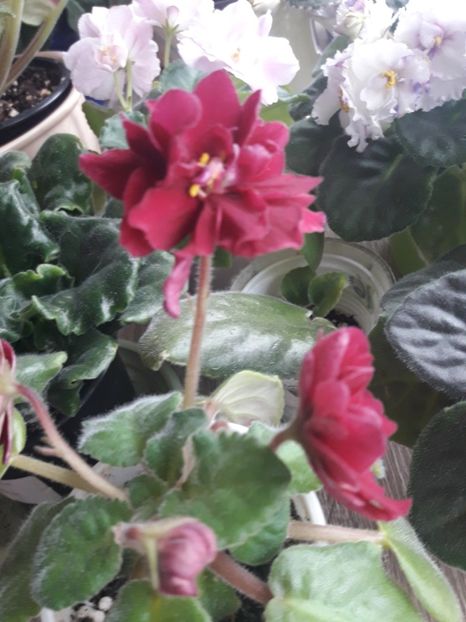  - A Violele de colectie