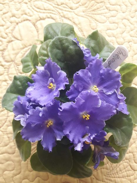  - A Violele de colectie