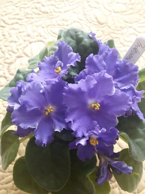  - A Violele de colectie